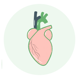 Heart