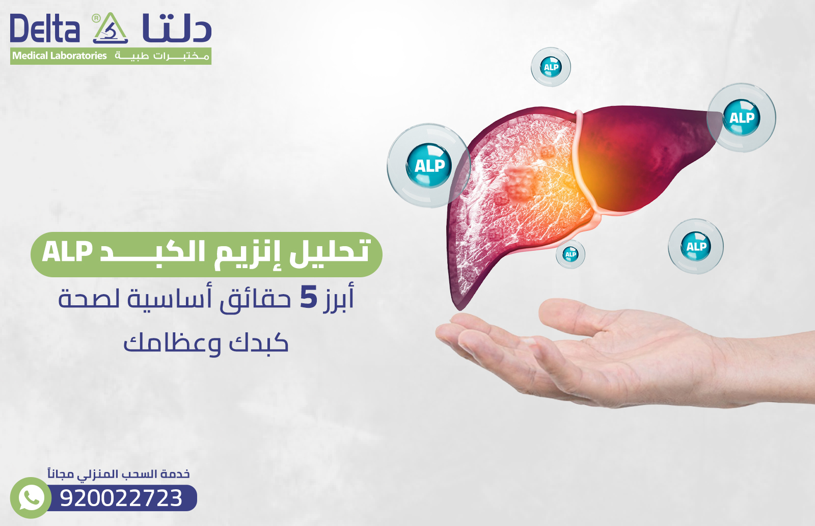 تحليل إنزيم الكبد ALP: أبرز 5 حقائق أساسية لصحة كبدك وعظامك